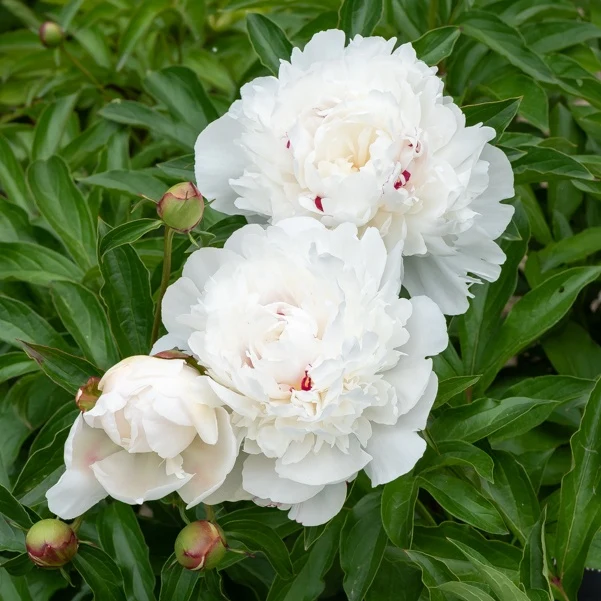 Pivoine Festiva Maxima