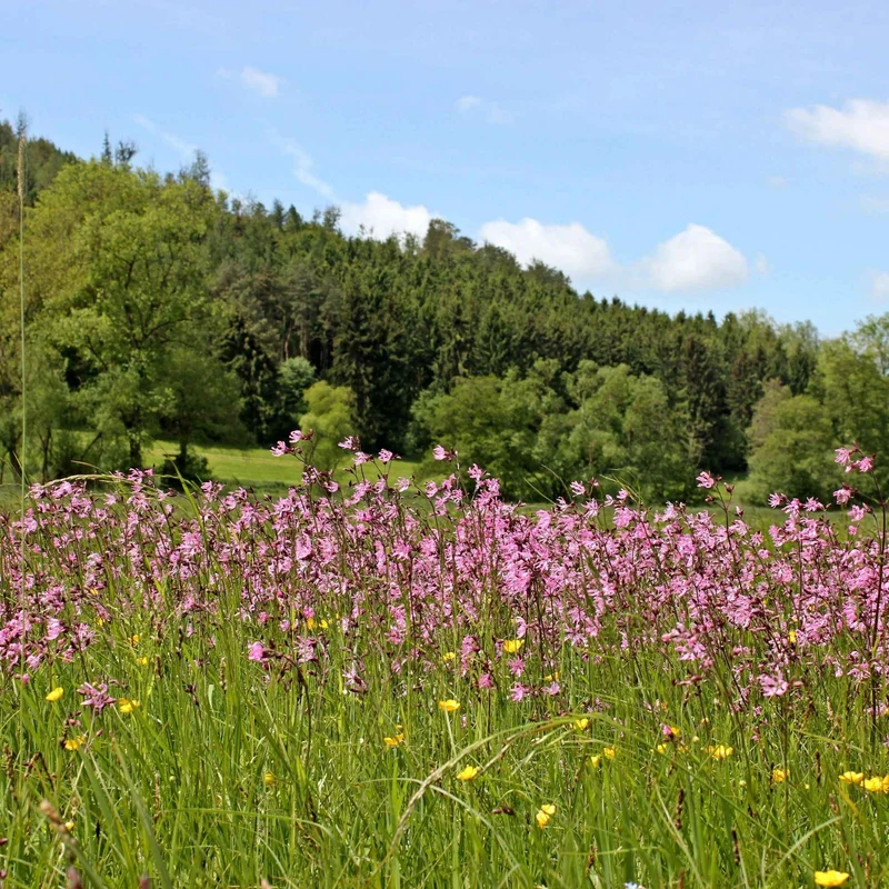 3 Lychnis flos-cuculi - Œillets des près