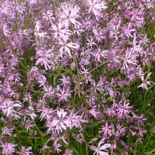 3 Lychnis flos-cuculi - Œillets des près