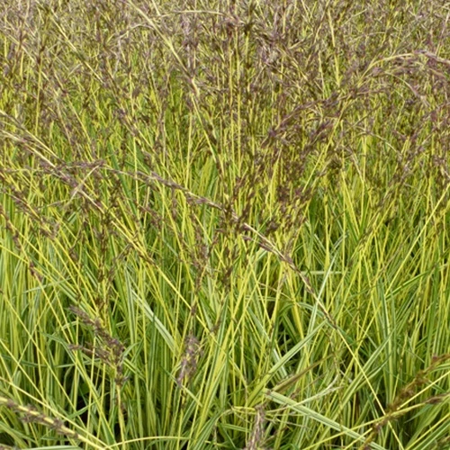Molinie bleue Variegata