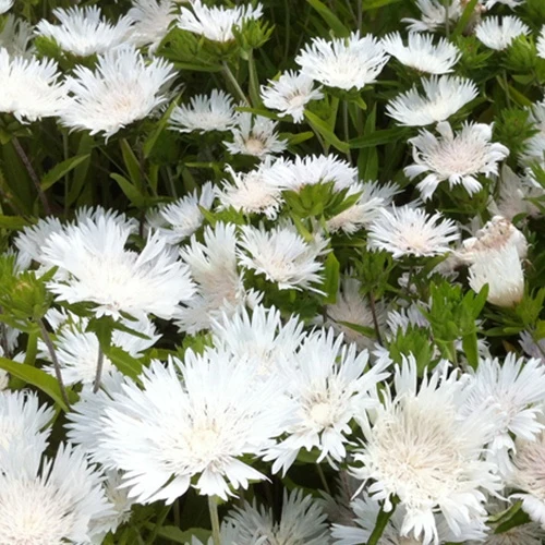 Stokesia Träumerei - Bleuet d'Amérique