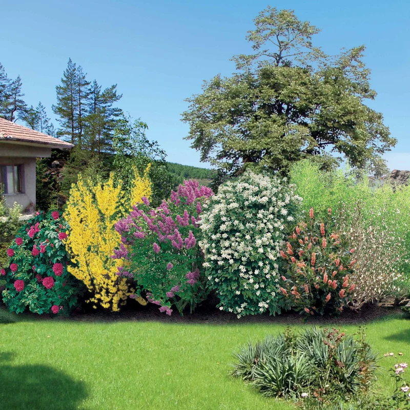 Collection Haie fleurie et parfumée 12 arbustes - Haie de 10 m long