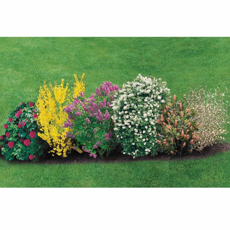 Collection Haie fleurie et parfumée 12 arbustes - Haie de 10 m long