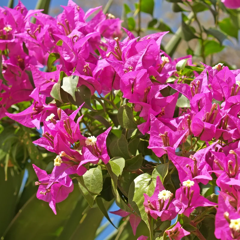 Bougainvillier Vera Deep Purple