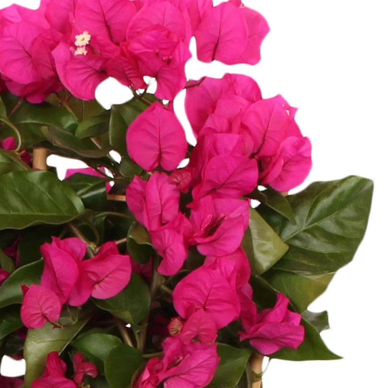 Bougainvillier Vera Deep Purple