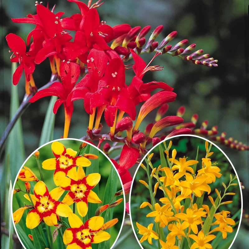 Collection de 45 Crocosmias (15 bicolores + 15 rouges + 15 jaunes)