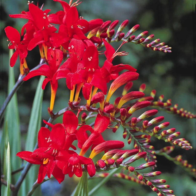 Collection de 45 Crocosmias (15 bicolores + 15 rouges + 15 jaunes)