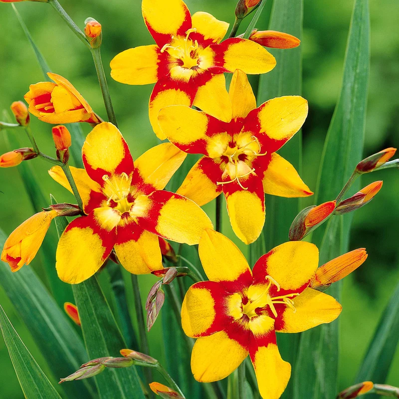 Collection de 45 Crocosmias (15 bicolores + 15 rouges + 15 jaunes)