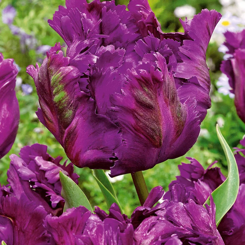 10 Tulipes perroquet Negrita Parrot