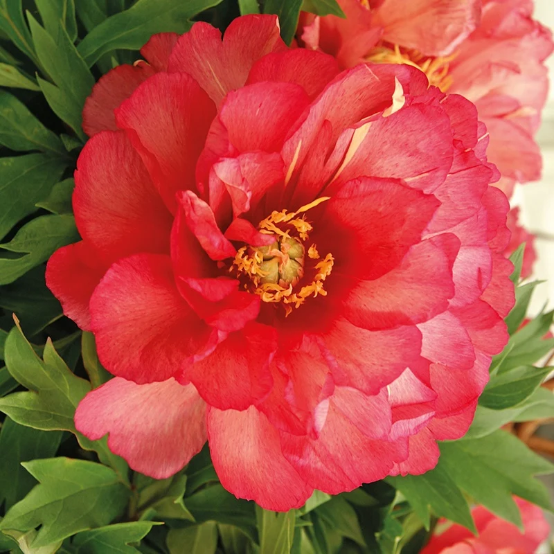 Pivoine Itoh Julia Rose