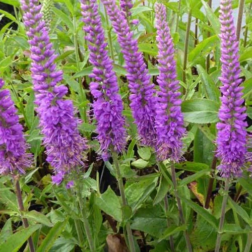 Véronique Purpleicious