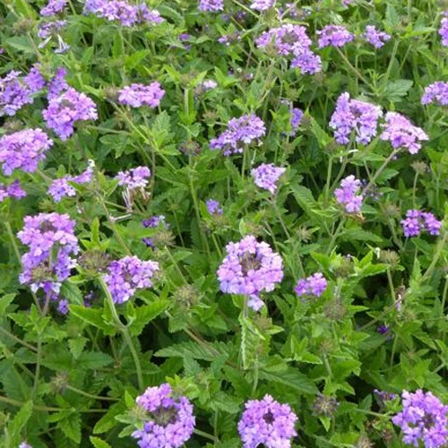 Verveine vivace Muriel