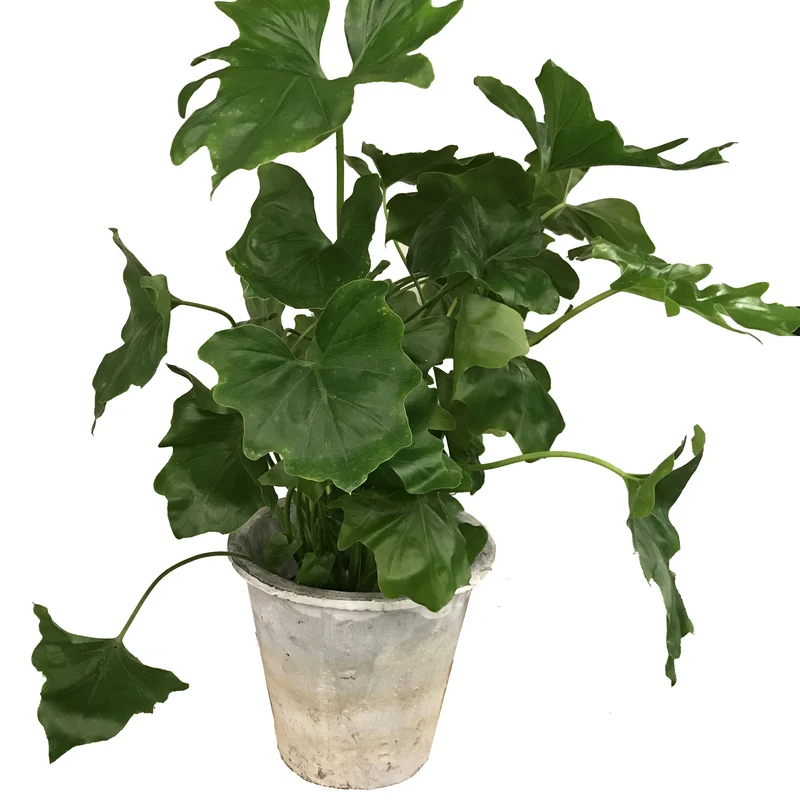 Philodendron selloum Hope