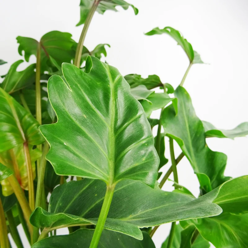Philodendron selloum Hope