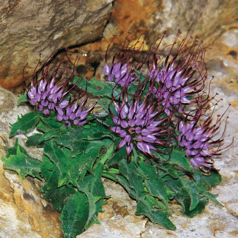 2 Physoplexis comosa
