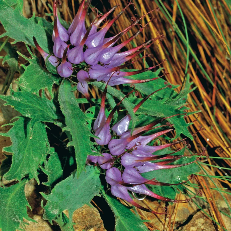 2 Physoplexis comosa
