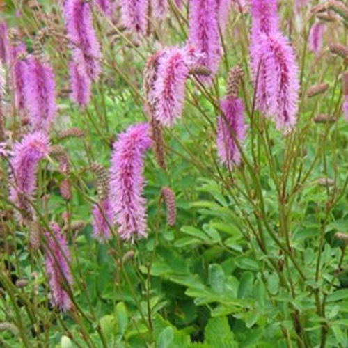 Pimprenelle Hakusanensis - Sanguisorbe