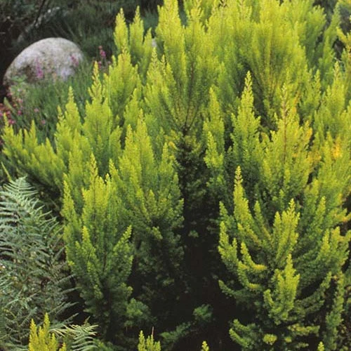 Bruyère arborescente Estrella Gold