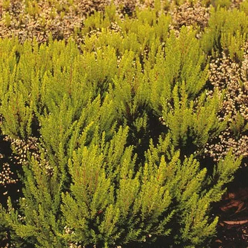 Bruyère arborescente Estrella Gold