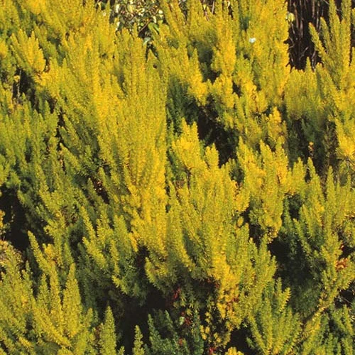 Bruyère arborescente Estrella Gold
