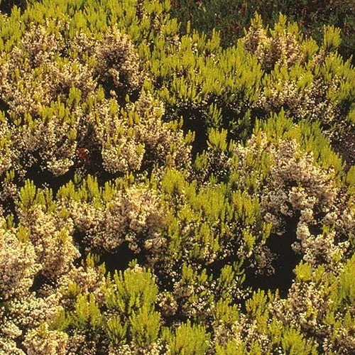 Bruyère arborescente Estrella Gold