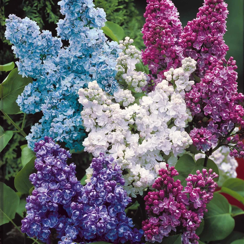 Collection de 4 lilas doubles (1 bleu +1 rouge + 1 lilas + 1 blanc)