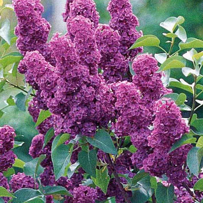 Collection de 4 lilas doubles (1 bleu +1 rouge + 1 lilas + 1 blanc)