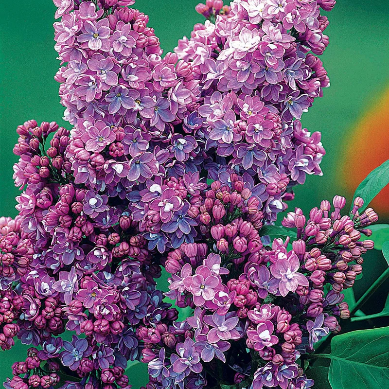 Collection de 4 lilas doubles (1 bleu +1 rouge + 1 lilas + 1 blanc)
