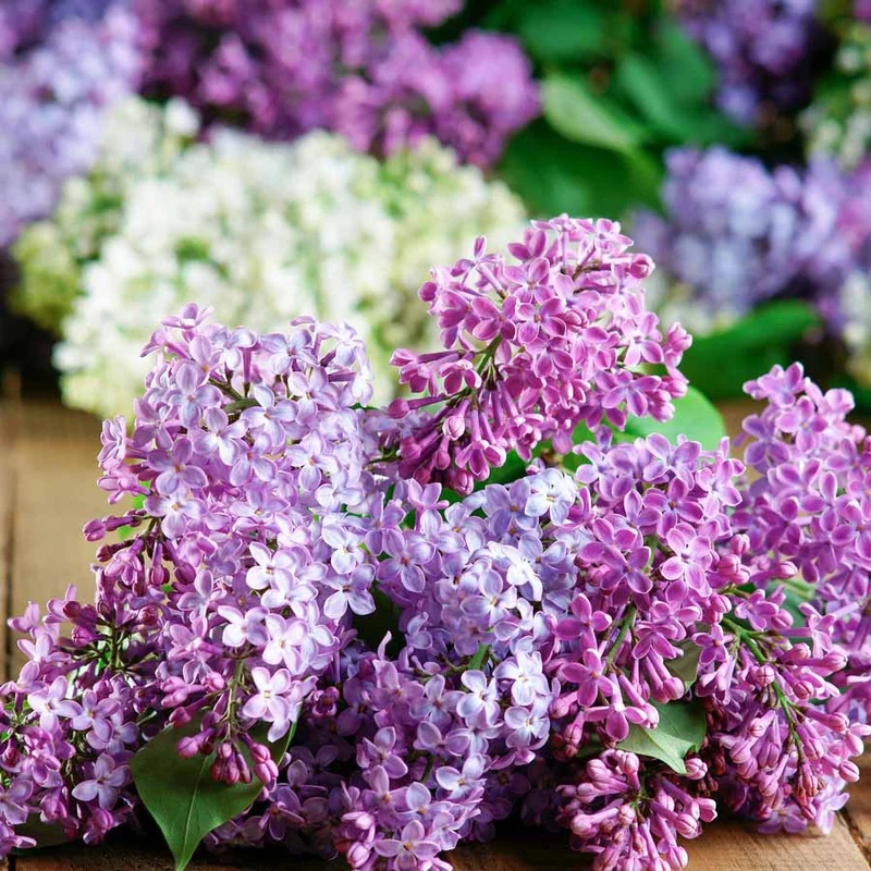 Collection de 4 lilas doubles (1 bleu +1 rouge + 1 lilas + 1 blanc)