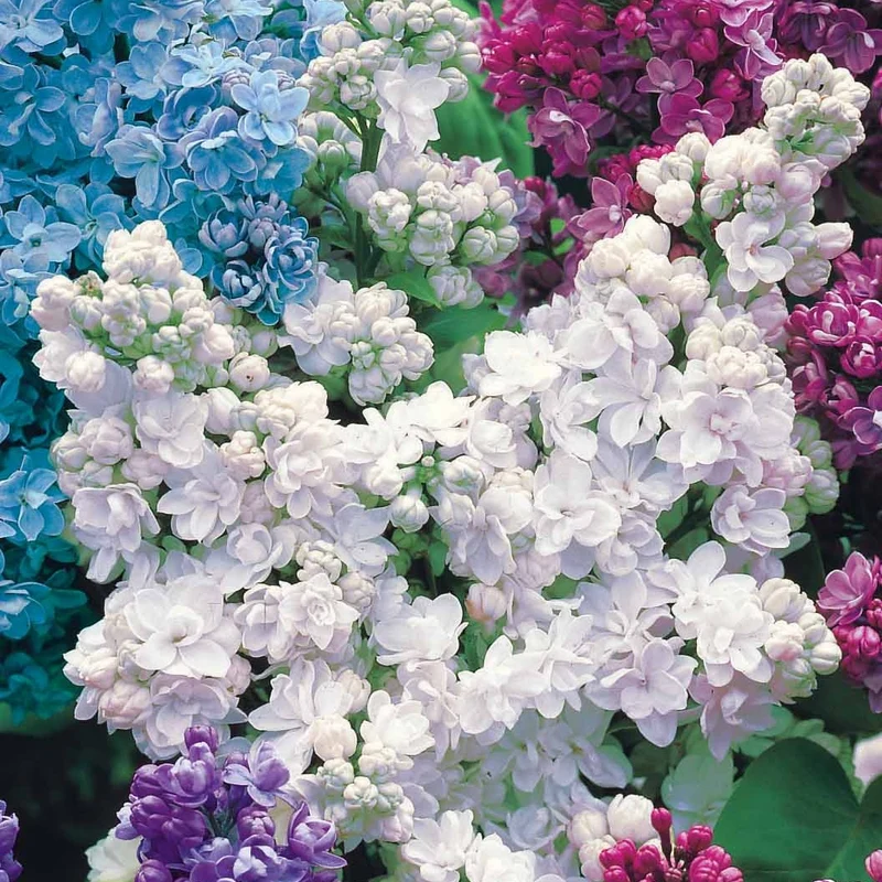 Collection de 4 lilas doubles (1 bleu +1 rouge + 1 lilas + 1 blanc)