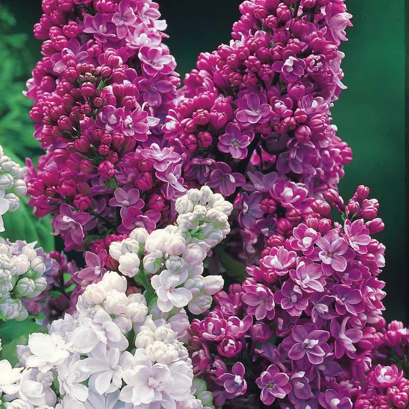 Collection de 4 lilas doubles (1 bleu +1 rouge + 1 lilas + 1 blanc)