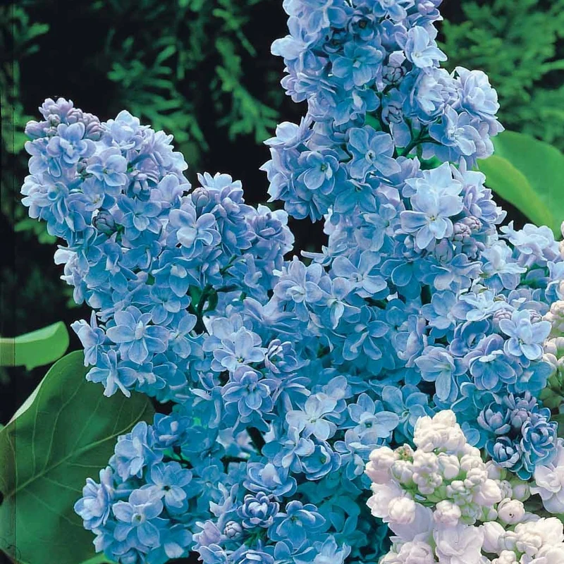 Collection de 4 lilas doubles (1 bleu +1 rouge + 1 lilas + 1 blanc)