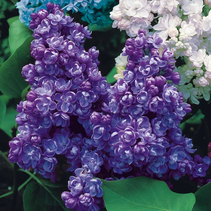 Collection de 4 lilas doubles (1 bleu +1 rouge + 1 lilas + 1 blanc)