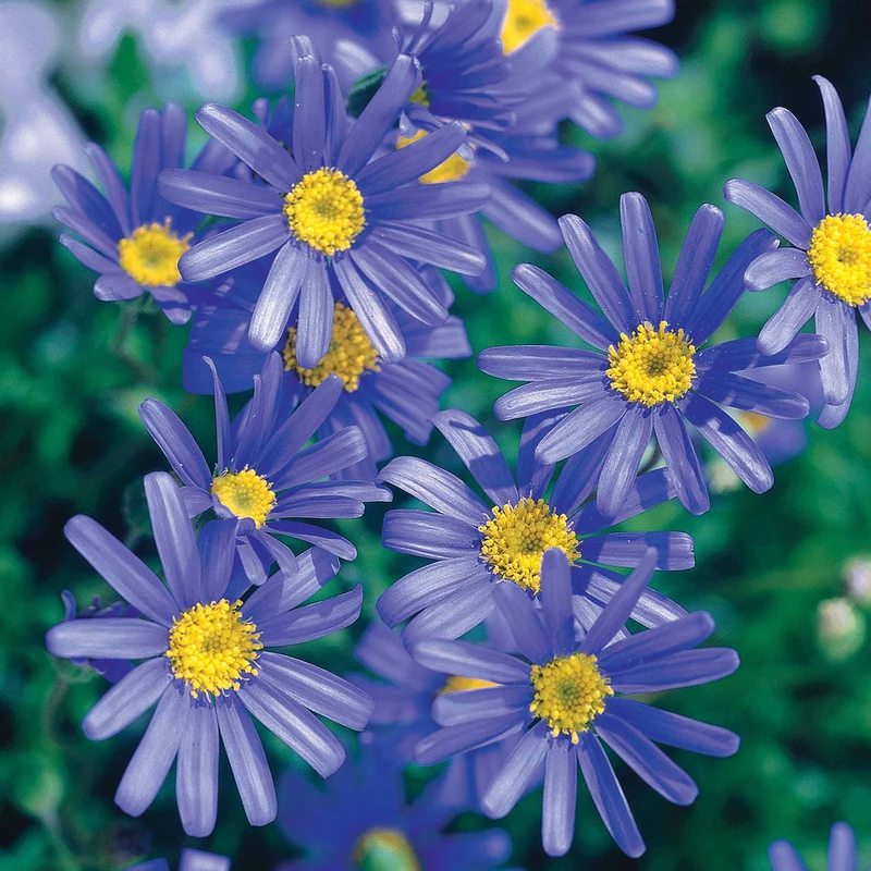 3 Marguerites bleues du Cap Santa Anita