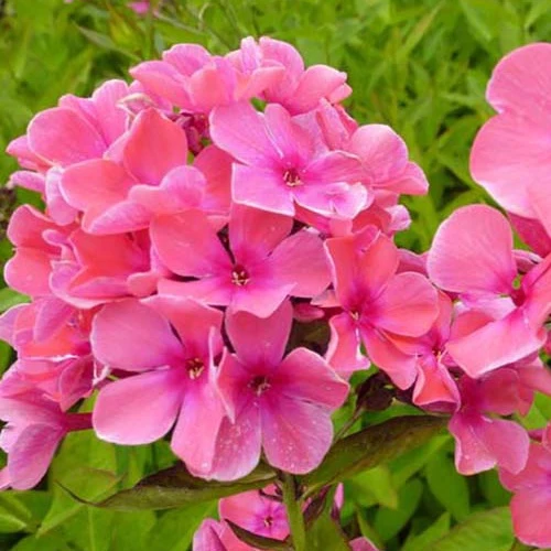 3 Phlox paniculés Windsor