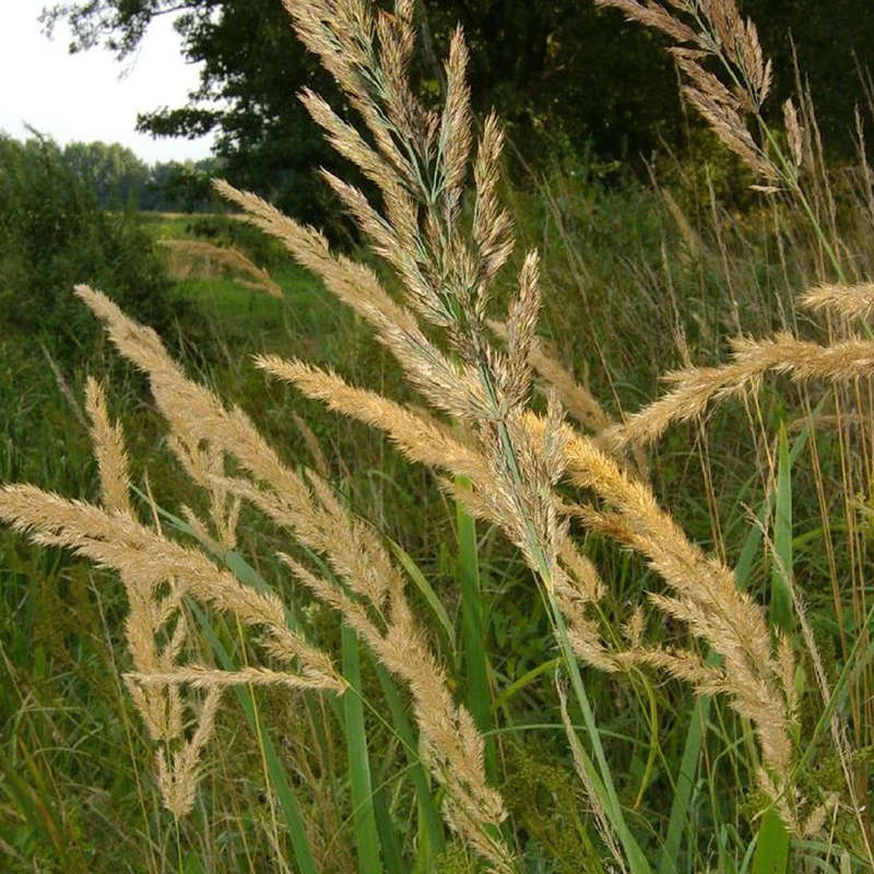 Roseau des bois