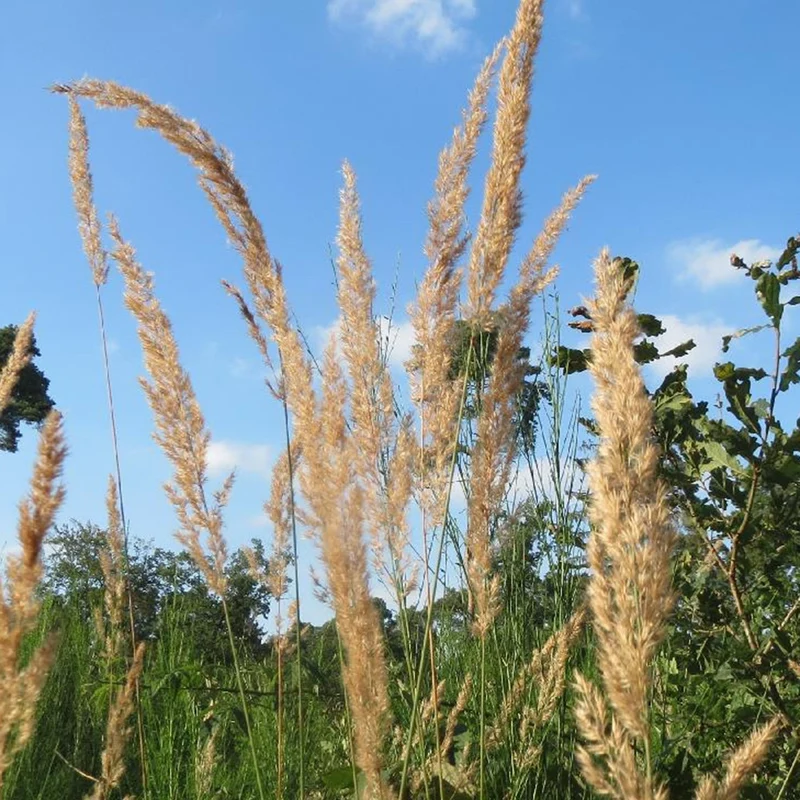 Roseau des bois
