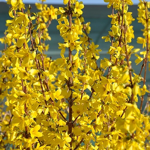 Forsythia Week End® Courtalyn