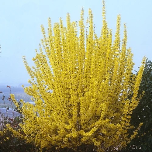 Forsythia Week End® Courtalyn