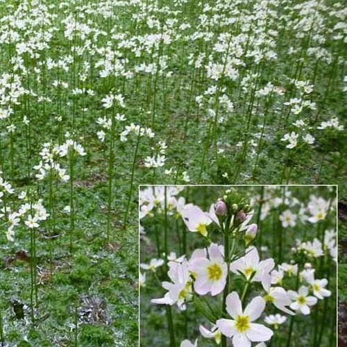 Hottonie des marais