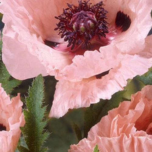 Pavot d'Orient Mrs Perry