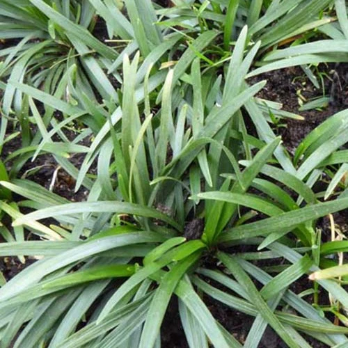 Ophiopogon japonicus Minor
