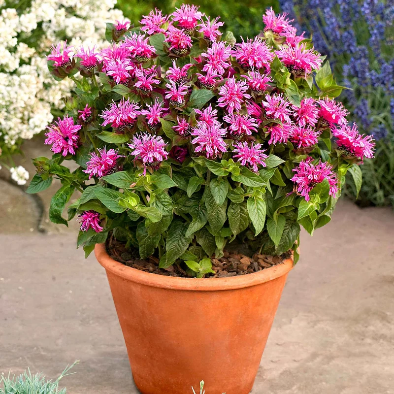 Monarde Cranberry Lace