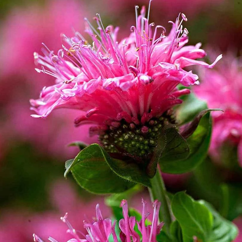 Monarde Cranberry Lace