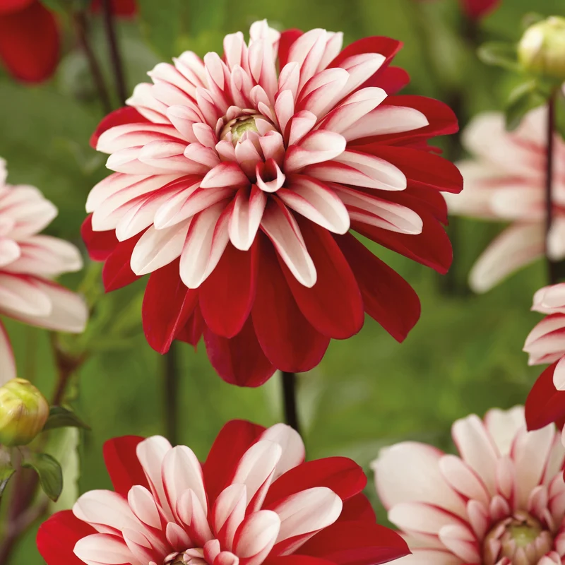3 Dahlias Pacific Time
