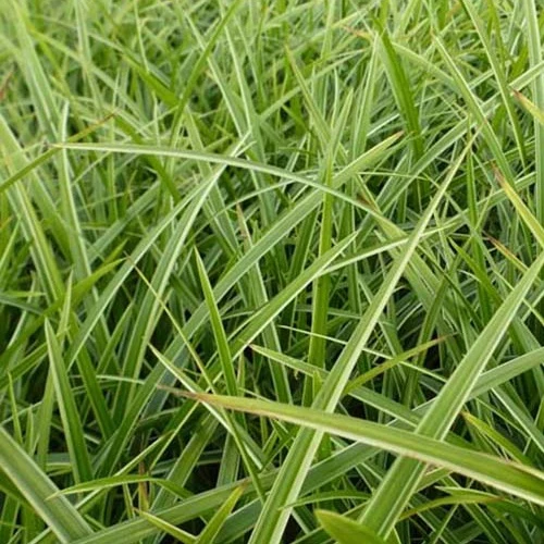 Laîche du Japon Gilt - Carex