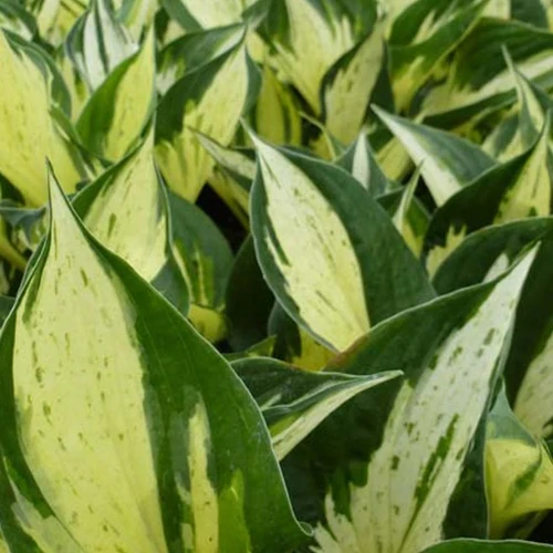 Hosta June Fever