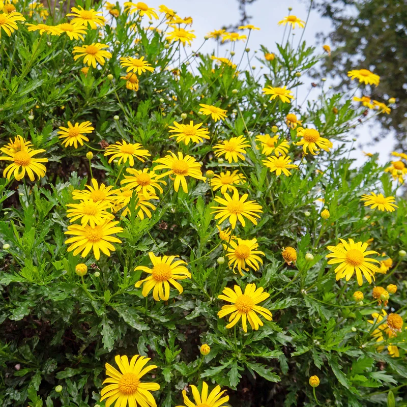 Marguerite de la savane - Euryops