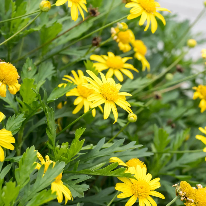 Marguerite de la savane - Euryops