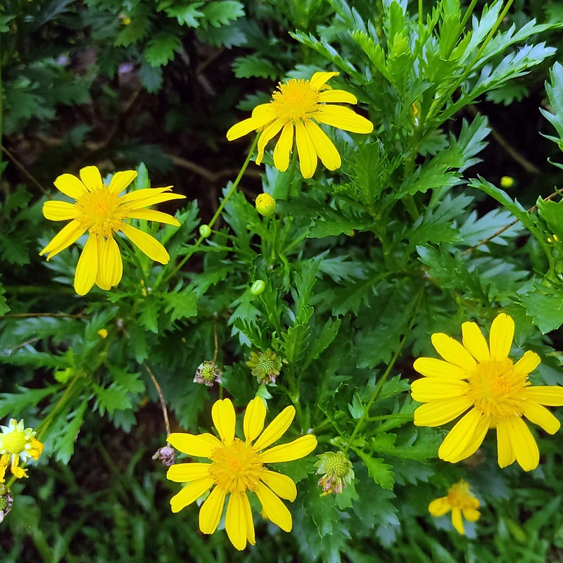 Marguerite de la savane - Euryops